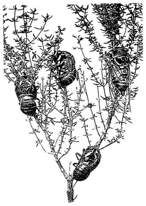 《昆虫记》插图