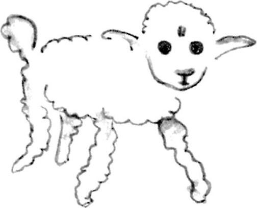 《小王子》插图